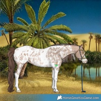 Horse Color:Amber Champagne Sabino Tobiano Blanket  and Amber Champagne Sabino Tobiano Blanket 