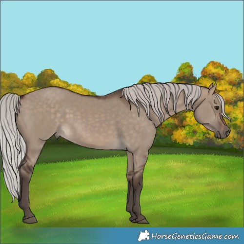 Horse Color:Silver Brown Dun