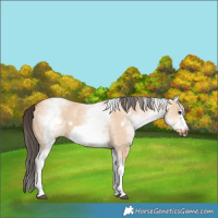 Horse Color:White Spotted Bay Dun Frame