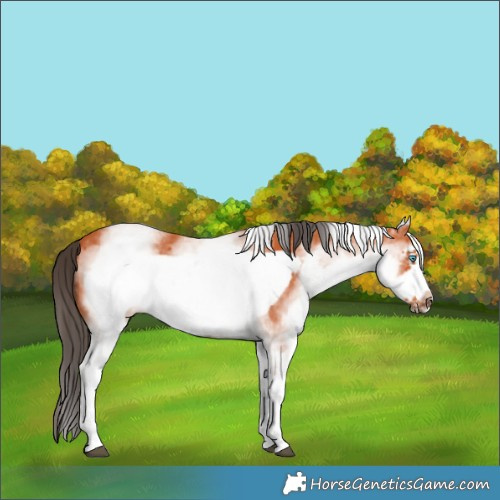 Horse Color:White Spotted Bay Frame 