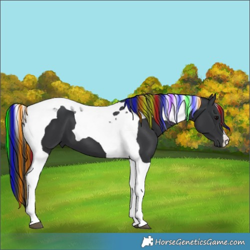 Horse Color:Painted Black Tobiano