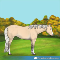 Horse Color:Silver Buckskin 