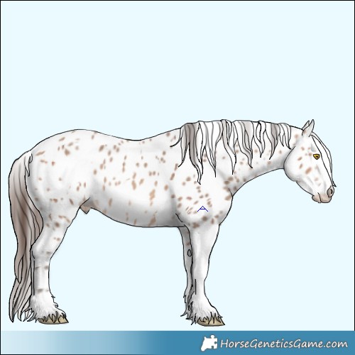 Horse Color:Amber Champagne Sabino Tobiano Appaloosa and Amber Champagne Sabino Splash Tobiano Appaloosa