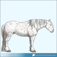 Horse Color:Amber Champagne Sabino Tobiano Appaloosa  and Amber Champagne Sabino Splash Tobiano Appaloosa 