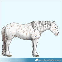 Horse Color:Amber Champagne Sabino Tobiano Leopard  and Amber Champagne Sabino Splash Tobiano Leopard 