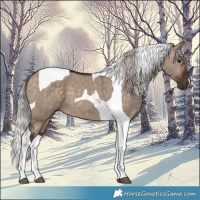 Horse Color:Silver Brown Dun Tobiano