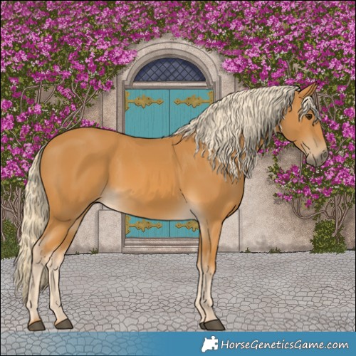 Horse Color:Palomino 