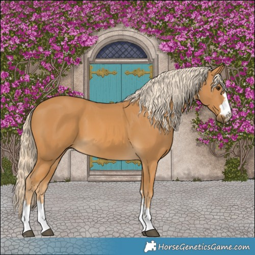 Horse Color:Palomino 