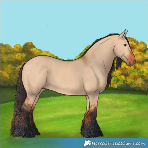 Horse Color:Bay Dun