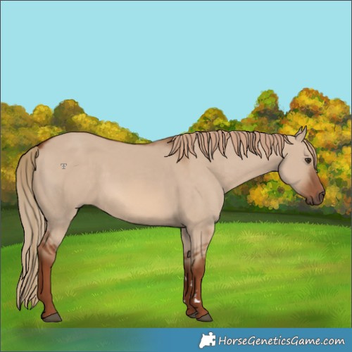 Horse Color:Red Dun