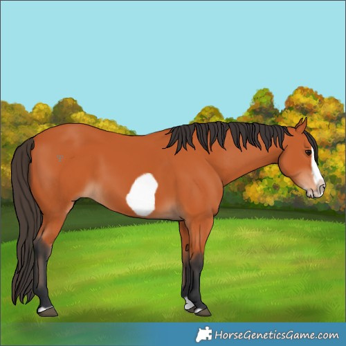 Horse Color:Bay Splash Frame