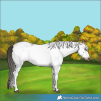 Horse Color:White Spotted Bay Frame