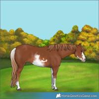Horse Color:White Spotted Chestnut Frame