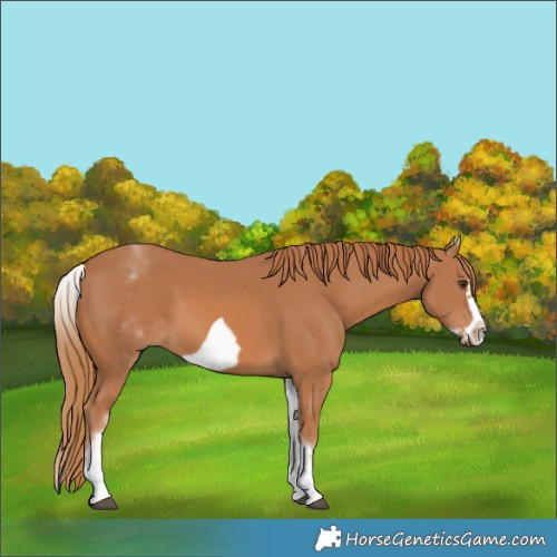 Horse Color:White Spotted Chestnut Frame