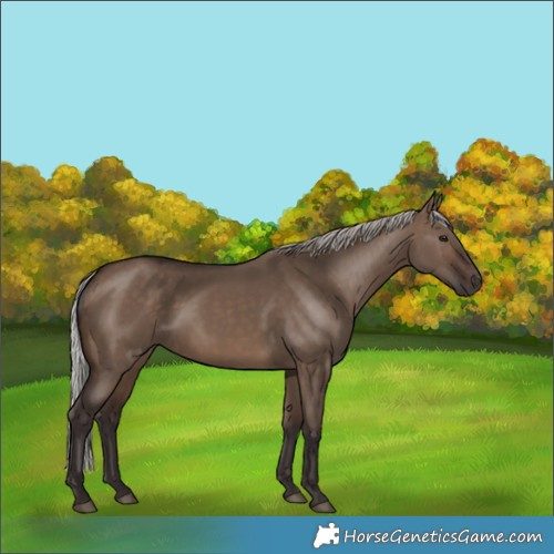 Horse Color:Silver Brown Dun