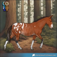 Horse Color:Bay Appaloosa Rabicano 