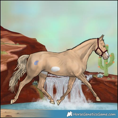 Horse Color:Gold Champagne Frame 