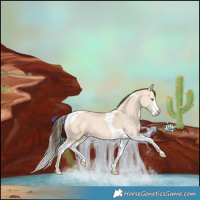 Horse Color:Amber Champagne Dun Splash Tobiano 