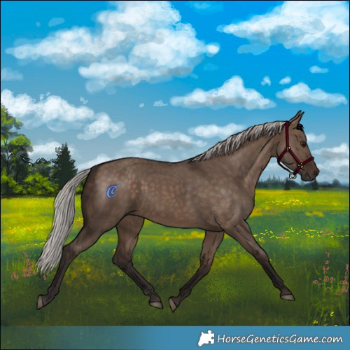 Horse Color:Silver Brown Dun 