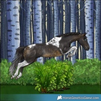 Horse Color:Brown Tobiano Rabicano 
