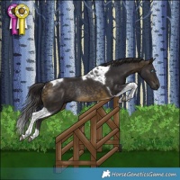Horse Color:Brown Tobiano Rabicano