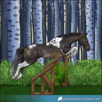Horse Color:Brown Tobiano Rabicano 