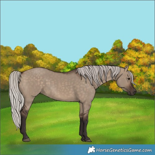 Horse Color:Silver Brown Dun