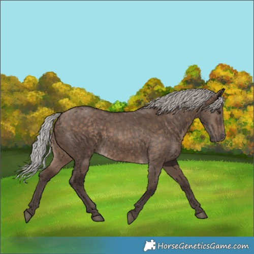 Horse Color:Silver Brown Dun