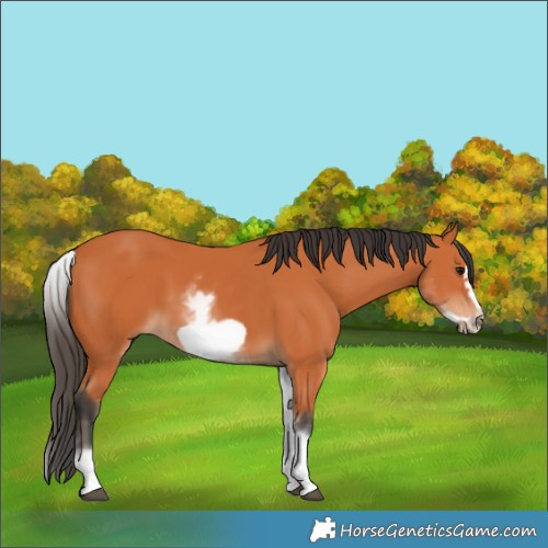 Horse Color:White Spotted Bay Frame