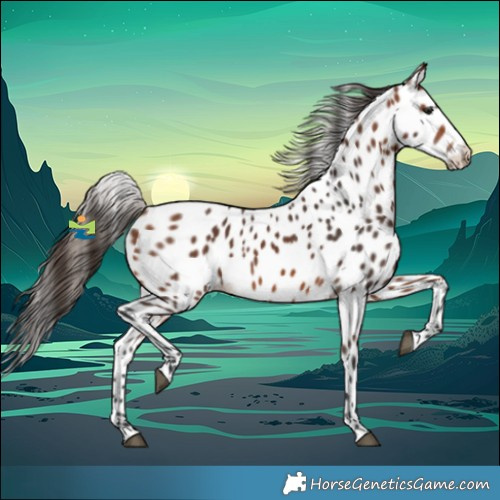 Horse Color:Bay Appaloosa 