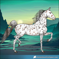 Horse Color:Bay Leopard