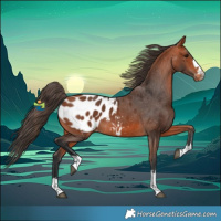 Horse Color:Bay Appaloosa