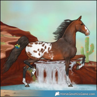Horse Color:Bay Blanket 
