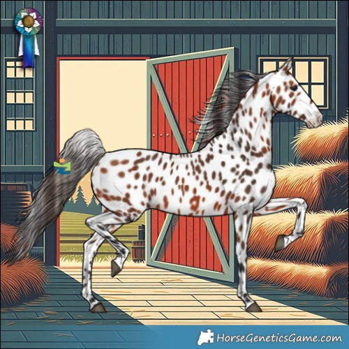 Horse Color:Bay Appaloosa 