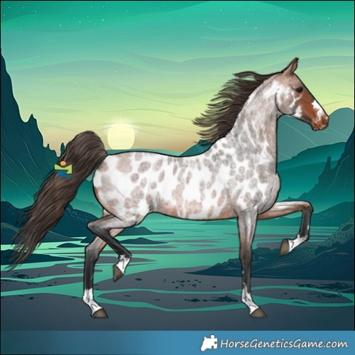 Horse Color:Bay Roan Appaloosa 