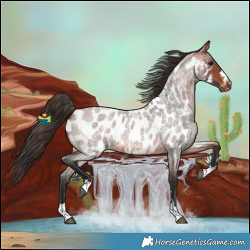 Horse Color:Bay Roan Near Leopard 