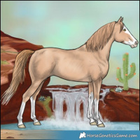 Horse Color:Gold Champagne Splash 