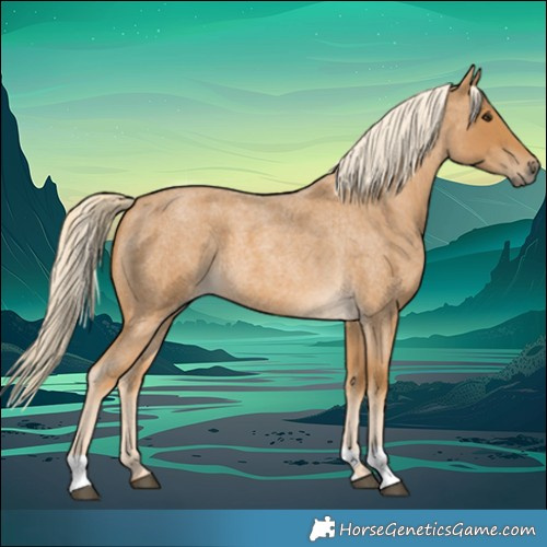 Horse Color:Palomino Roan 