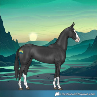 Horse Color:Black Splash