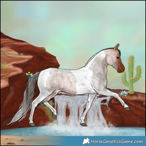 Horse Color:Bay Roan Tobiano 