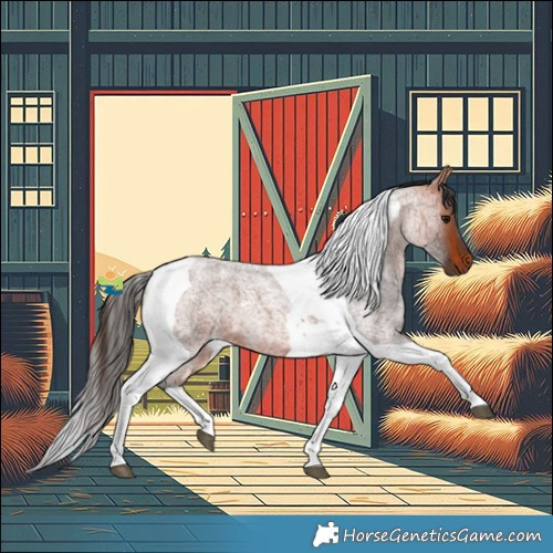 Horse Color:Bay Roan Tobiano