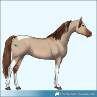 Horse Color:Red Dun Tobiano