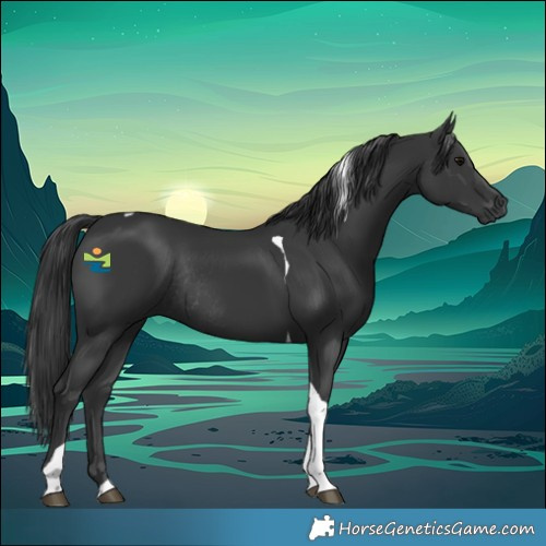 Horse Color:Black Tobiano Rabicano 