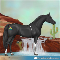 Horse Color:Black Tobiano Rabicano