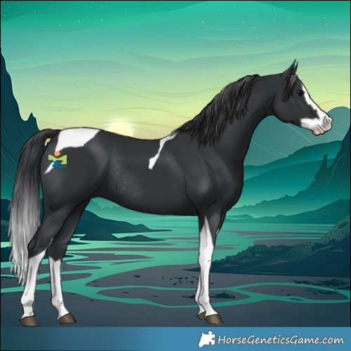 Horse Color:Black Splash Tobiano Rabicano 