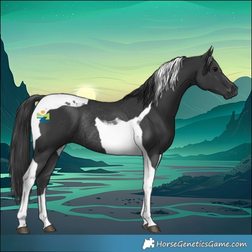Horse Color:Black Tobiano Rabicano 