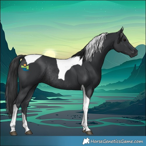 Horse Color:Black Tobiano Rabicano 