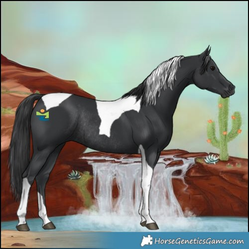 Horse Color:Black Tobiano Rabicano 