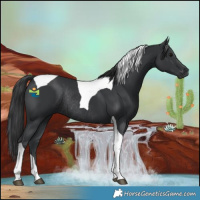 Horse Color:Black Tobiano Rabicano