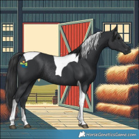 Horse Color:Black Tobiano Rabicano